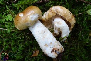 Russula_foetens (3).jpg